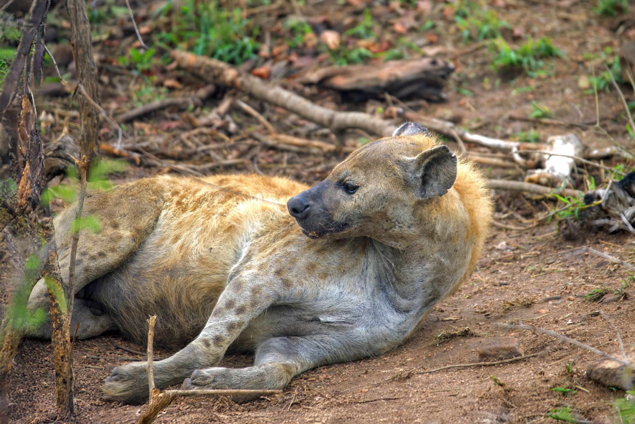 20161112 080413 Hyänen